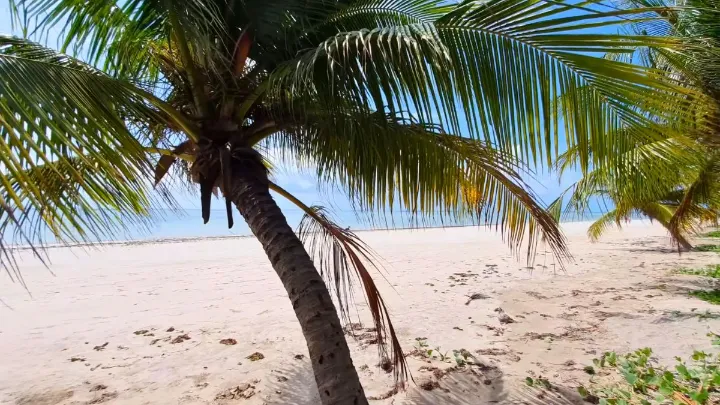Vista panor&acirc;mica da Praia do Toque com coqueiros e mar calmo